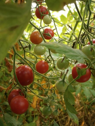 Tomate cerise - Cerise rouge ©GrainesdelPaïs