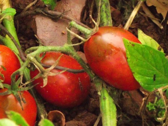 Tomate cerise - Prune noire ©GrainesdelPaïs
