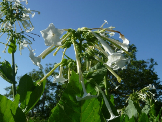 Tabac horticole à fleurs blanches   ©GrainesdelPaïs