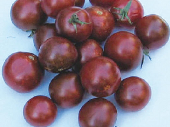 Tomate cerise - Black cherry ©GrainesdelPaïs