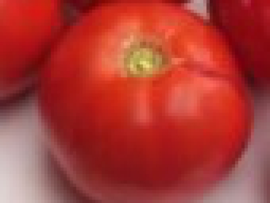 Tomate Améliorée de Montlhéry  ©GrainesdelPaïs