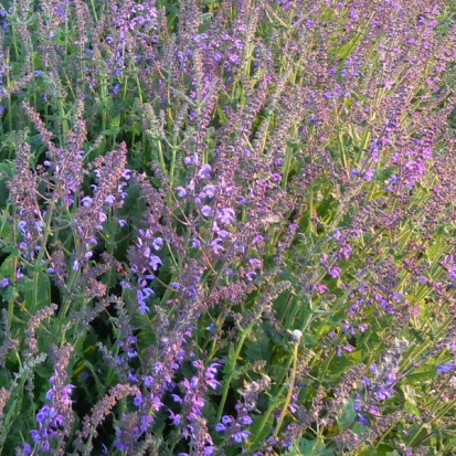 Sauge des prés  ©GrainesdelPaïs