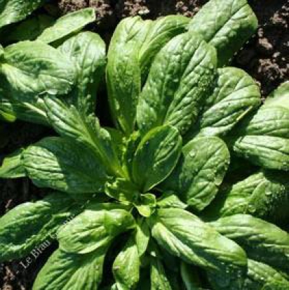 Mâche à grosse graine ©Grainesdelpaïs