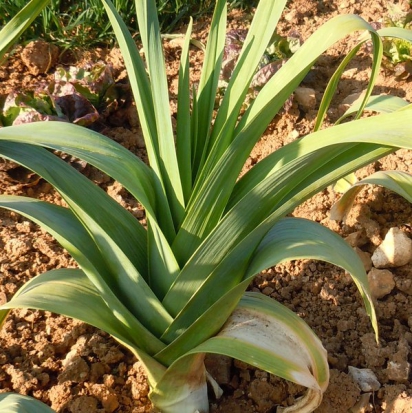 Poireau d'été Jaune gros du Poitou ©GrainesdelPaïs
