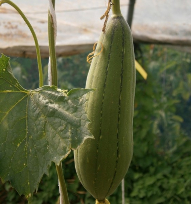 Courge éponge ou Luffa ©GrainesdelPaïs