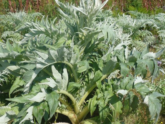 Cardon plein blanc amélioré ©GrainesdelPaïs