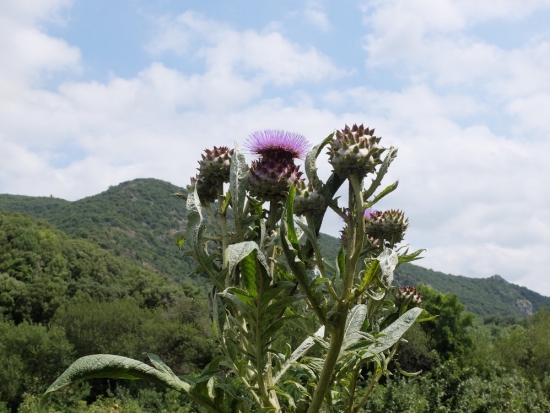 Cardon plein blanc amélioré ©GrainesdelPaïs