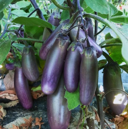 Aubergine Slim jim ©Grainesdelpais