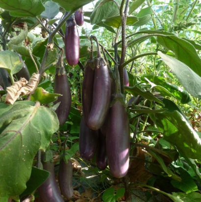 Aubergine Slim jim ©Grainesdelpais