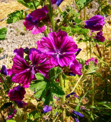 Mauve de Mauritanie  ©GrainesdelPaïs