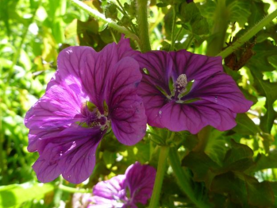 Mauve de Mauritanie  ©GrainesdelPaïs