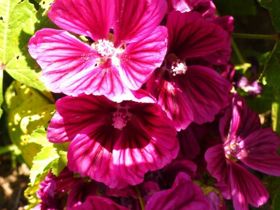 Mauve de Mauritanie  ©GrainesdelPaïs