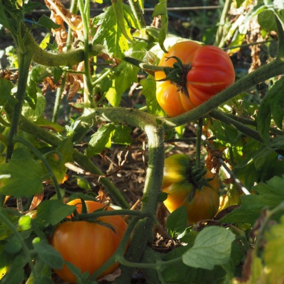 Tomate Ananas  ©GrainesdelPaïs