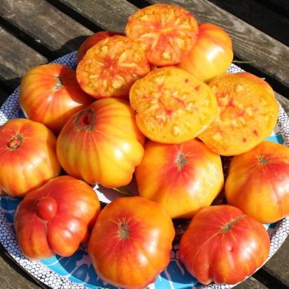 Tomate Ananas  ©GrainesdelPaïs