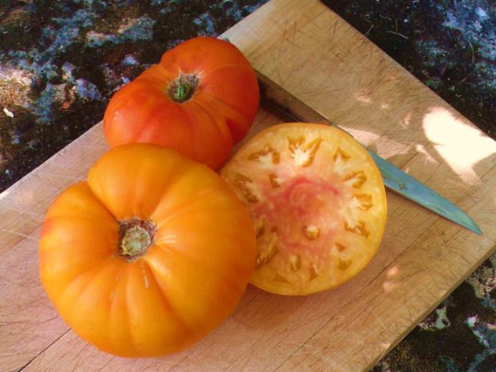 Tomate Ananas  ©GrainesdelPaïs