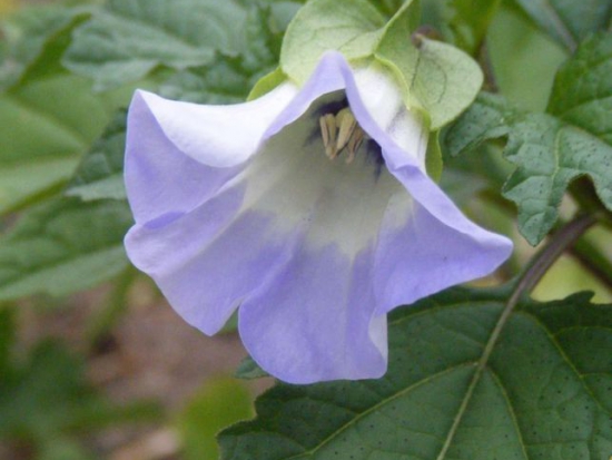 Nicandra Physaloides  ©GrainesdelPaïs