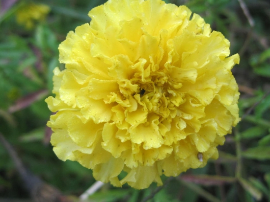 Œillet d'Inde jaune vif 'Afternoon Lemonade'  ©GrainesdelPaïs