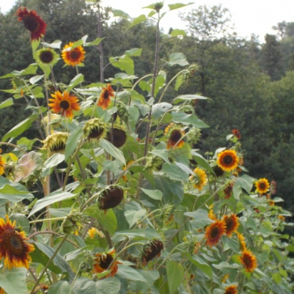 Tournesol Evening sun  ©GrainesdelPaïs