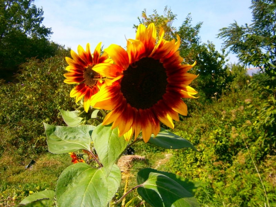 Tournesol Evening sun  ©GrainesdelPaïs