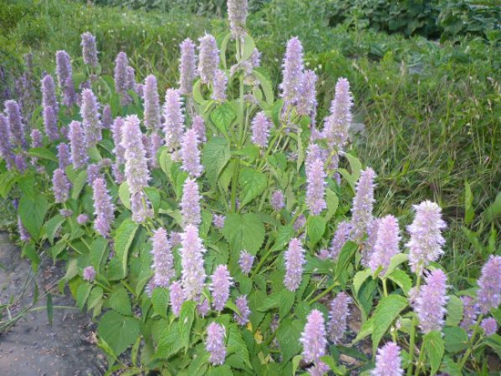 fleurs sur plante