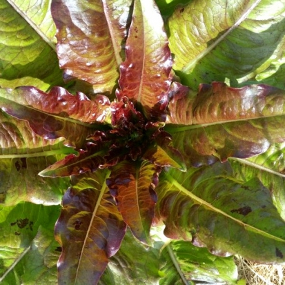 Laitue Langue de bœuf ©Grainesdelpaïs