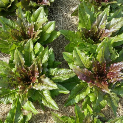 Laitue Langue de bœuf ©Grainesdelpaïs