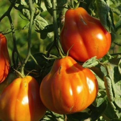 Tomate Liguria ©GrainesdelPaïs