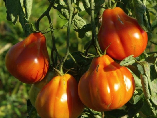Tomate Liguria ©GrainesdelPaïs