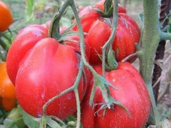 Tomate Liguria ©GrainesdelPaïs
