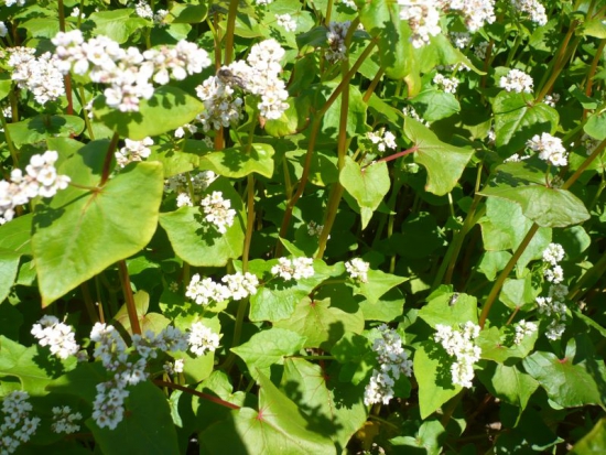 fleurs 