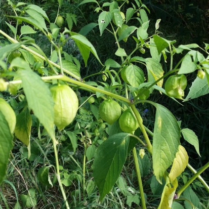 Physalis Tomatillo du Mexique ©GrainesdelPaïs