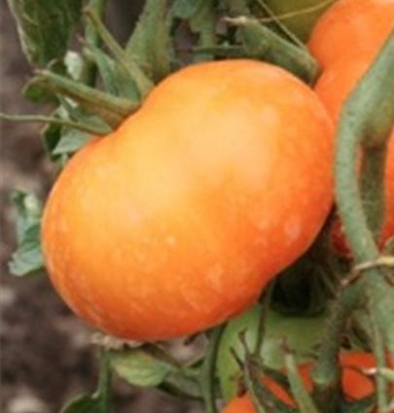 Tomate Orange queen ©GrainesdelPaïs