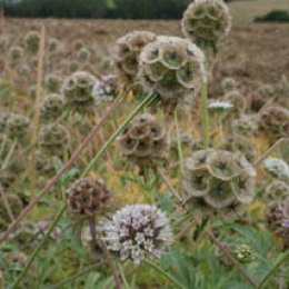 Scabieuse Étoilée