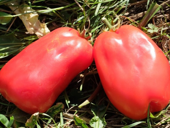 Tomate San Marzano ©GrainesdelPaïs