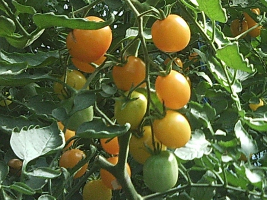 Tomate cerise - Jaune Madara ©GrainesdelPaïs