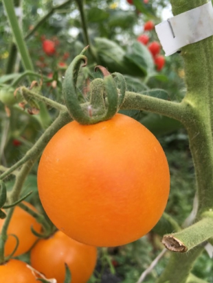 Tomate cerise - Jaune Madara ©GrainesdelPaïs