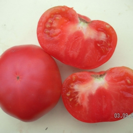 Graines de tomate rouge banane Heirloom semences potagères/Début