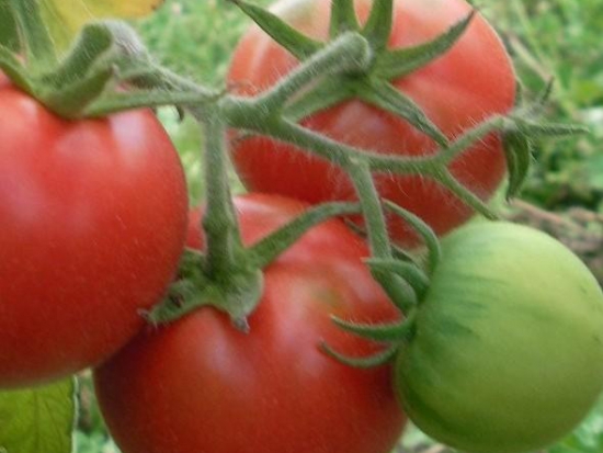 Tomate violaceum fruit