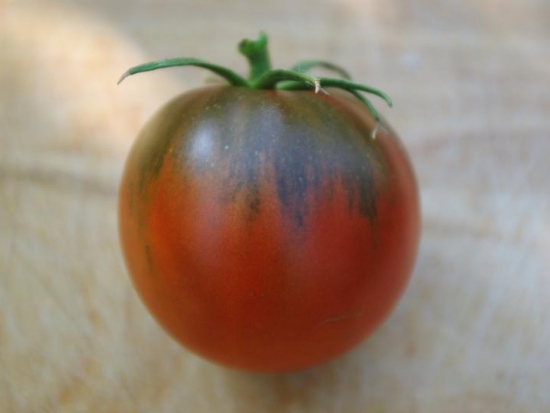 Tomate Southern Night