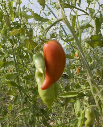 Tomate Diable de Jersey (Jersey Devil ) ©GrainesdelPaïs