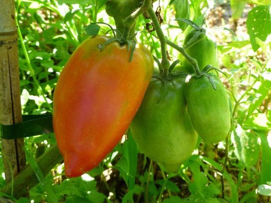Tomate Diable de Jersey (Jersey Devil ) ©GrainesdelPaïs