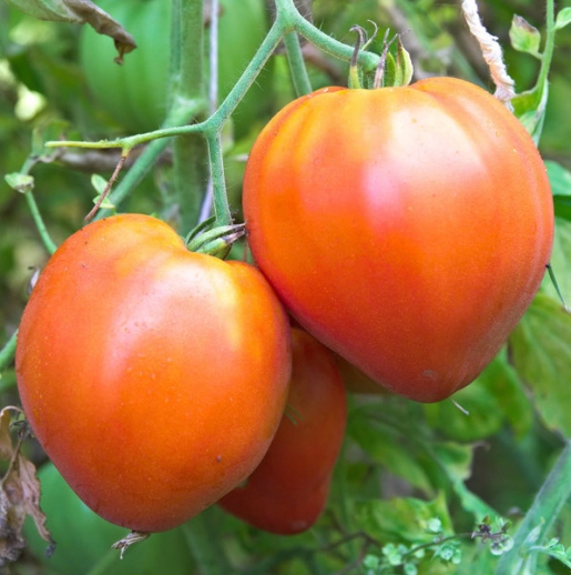 Graines Del Païs Tomates Tomate Cœur De Bœuf Reif Red Tomate