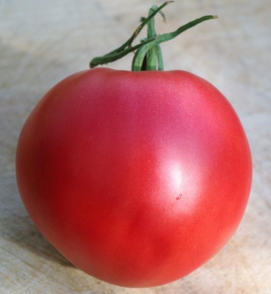 Tomate Cœur-de-Bœuf - Reif Red ©GrainesdelPaïs