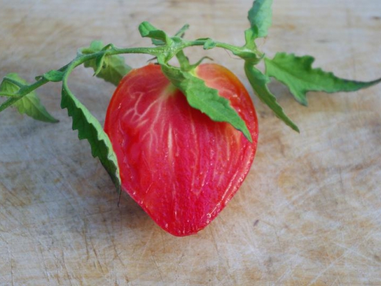 Tomate Cœur-de-Bœuf - Reif Red ©GrainesdelPaïs