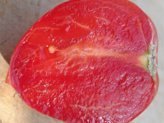 Tomate Cœur-de-Bœuf - Reif Red ©GrainesdelPaïs