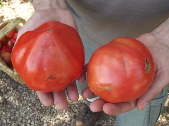 Tomate Cœur-de-Bœuf - Reif Red ©GrainesdelPaïs