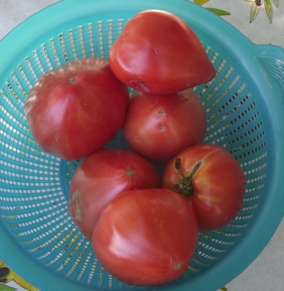 Tomate Cœur-de-Bœuf - Reif Red ©GrainesdelPaïs