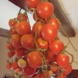 variétés rares et anciennes Set de graines de tomates 16 x 10 graines Mélange de tomates 100% naturel graines cueillies à la main au Portugal graines à haut taux de germination, 