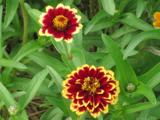  Zinnia nain Angustifolia  ©GrainesdelPaïs