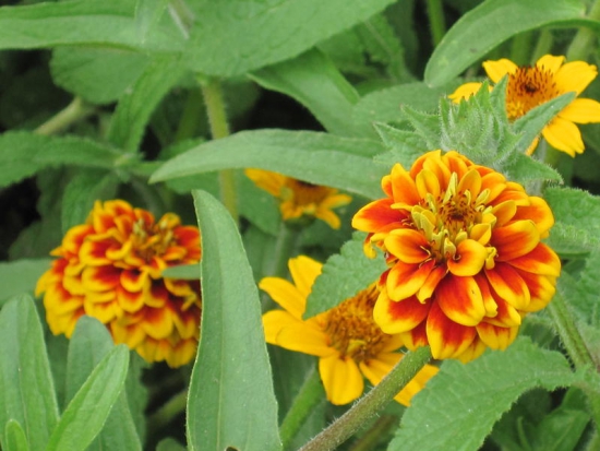  Zinnia nain Angustifolia  ©GrainesdelPaïs